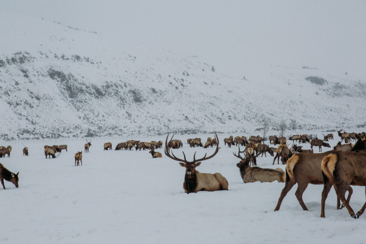 Sleigh Ride on the National Elk Refuge Wanderlust Out West