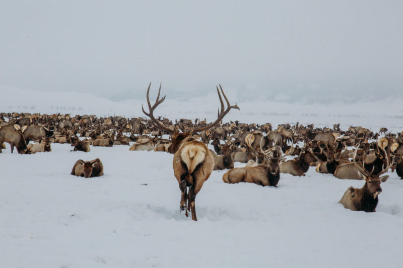Sleigh Ride on the National Elk Refuge Wanderlust Out West