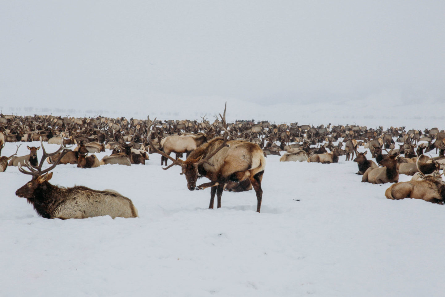 Sleigh Ride on the National Elk Refuge Wanderlust Out West